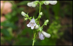 Penstemon laevigatus