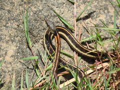 Thamnophis cyrtopsis collaris