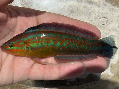 Bleeker's wrasse (Halichoeres bleekeri) — Labridae — 2