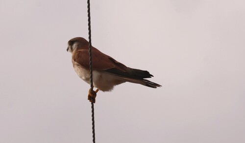 Australian Nankeen Kestrel
