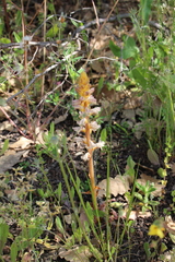 Orobanche