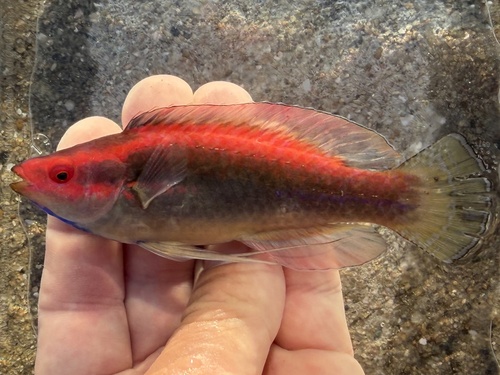 Cirrhilabrus temminckii observed 2026-07-25