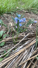 Mertensia lanceolata