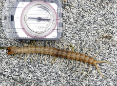 Scolopendra aztecorum