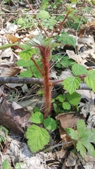 Rubus phoenicolasius