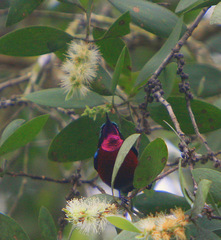 Leptocoma brasiliana