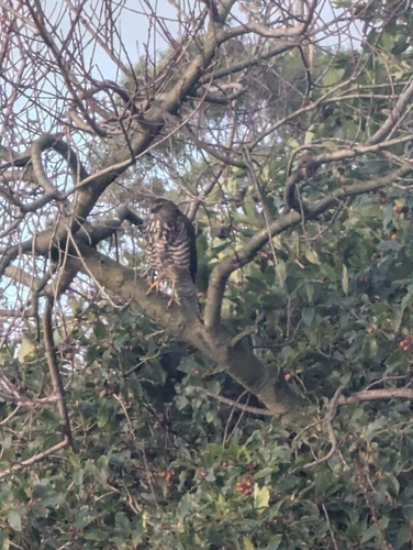 Brown Goshawk