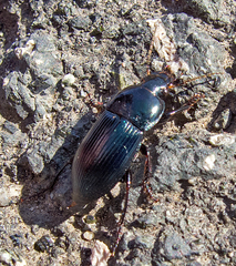 Harpalus caspius