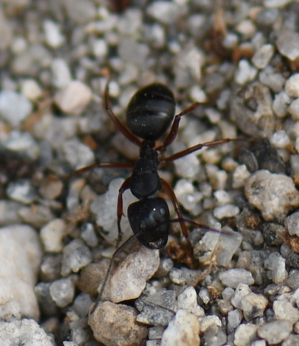 iNaturalist observation photo of Western Black Carpenter Ant