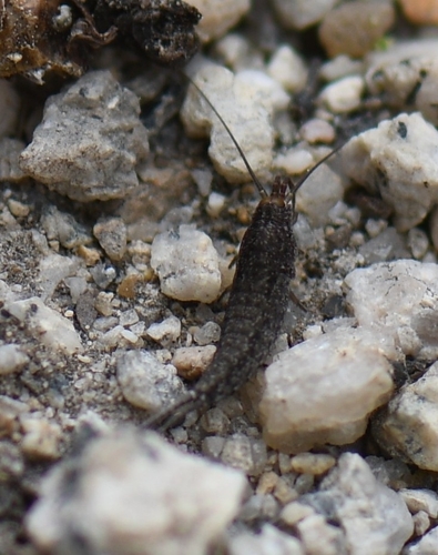 iNaturalist observation photo of Rock Bristletails