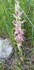 Anacamptis sancta