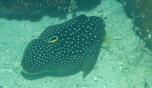 Calloplesiops observed 2026-07-21