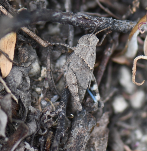 iNaturalist observation photo of Trimerotropis
