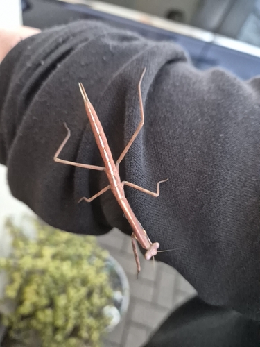 Mallee Grass Mantis