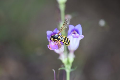 iNaturalist observation photo of Pseudomasaris vespoides