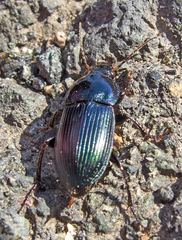 Harpalus caspius