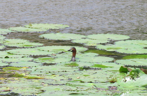 iNaturalist image