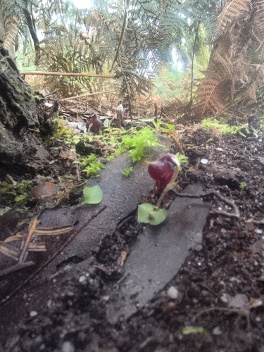 small helmet-orchid