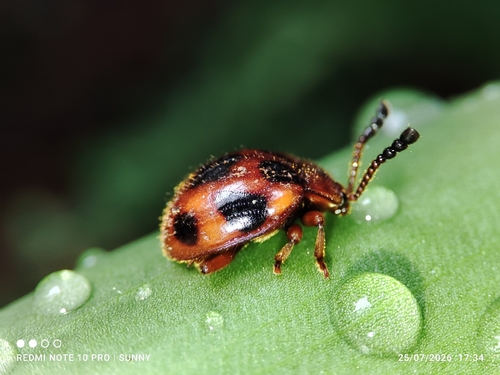 Stenotarsus observed 2026-07-25