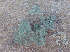 Cymopterus deserticola