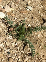 Astragalus douglasii
