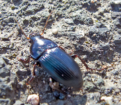 Harpalus caspius