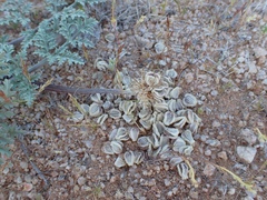Cymopterus deserticola