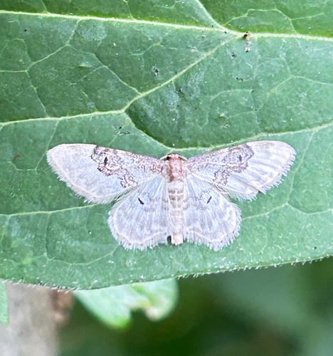Least Carpet, Mient, The Hague, South Holland, NL, photo 4 of 10