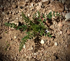 Astragalus douglasii
