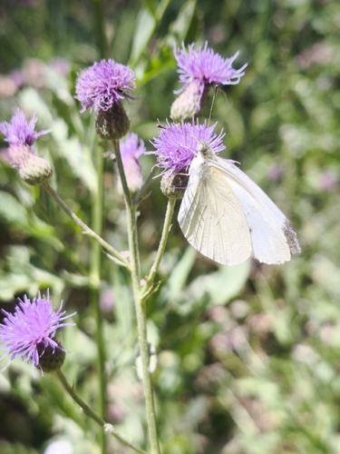 Small White