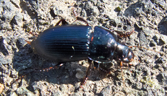 Harpalus caspius