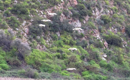 iNaturalist image