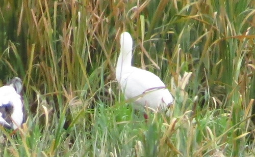 iNaturalist image