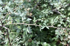 Crataegus songarica
