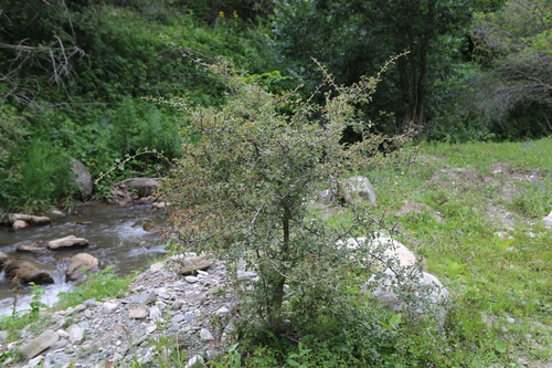 Crataegus songarica, photograph 4