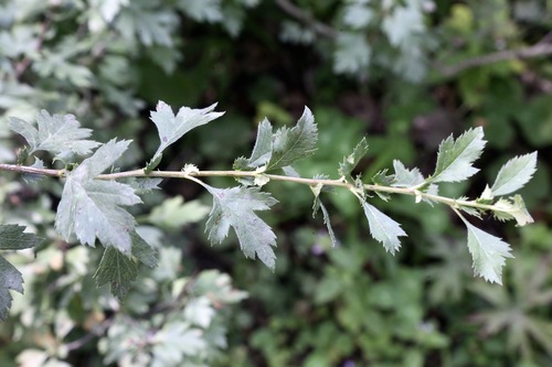 Crataegus songarica, photograph 1