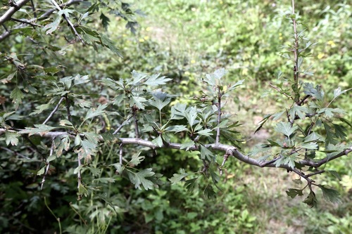 Crataegus songarica, photograph 2