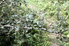 (c) Dr. Alexey Yakovlev, some rights reserved (CC BY) Crataegus songarica, photograph (c) Dr. Alexey Yakovlev, some rights reserved (CC BY)