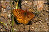 Coronis Fritillary - Photo (c) Joe McKenna, some rights reserved (CC BY)