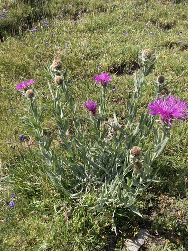 Centaurea uniflora, photograph 4