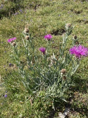 (c) Antoine MARNAT, some rights reserved (CC BY) Centaurea uniflora, photograph (c) Antoine MARNAT, some rights reserved (CC BY)