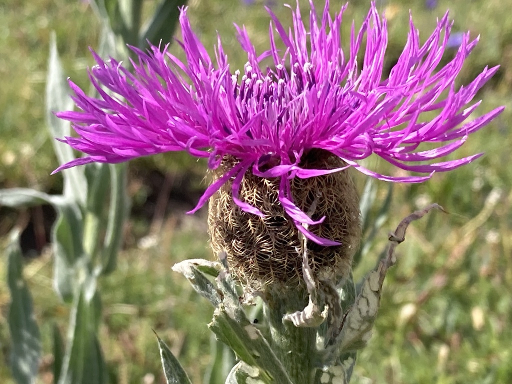 Centaurea uniflora; photograph (c) Antoine MARNAT, some rights reserved (CC BY)