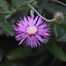 Morocco Knapweed - Photo (c) Patricia Simpson, some rights reserved (CC BY-NC), uploaded by Patricia Simpson
