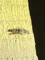 Pseudopamera nitidula