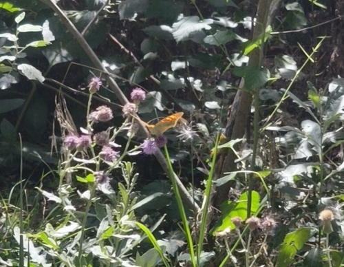Cardinal Butterfly