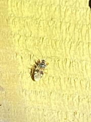 Pseudopamera nitidula