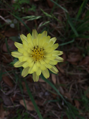 Pyrrhopappus carolinianus