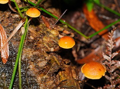 Gymnopilus austropicreus