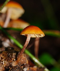 Gymnopilus austropicreus