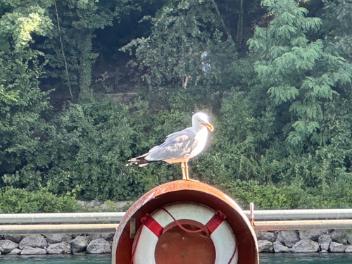 Mittelmeermöwe